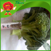 high quality vegetable /fresh broccoli for export